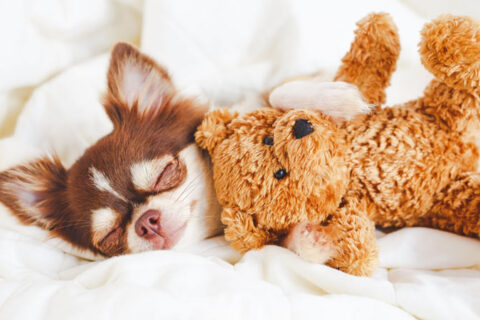 small dog sleeping and cuddling small teddy bear