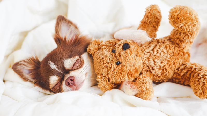 small dog sleeping and cuddling small teddy bear
