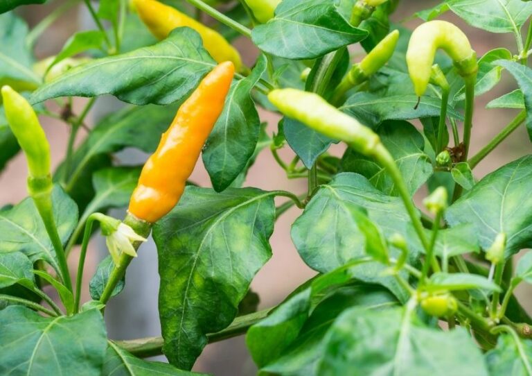 Meet The Famous St. Augustine Datil Pepper The Local St. Augustine