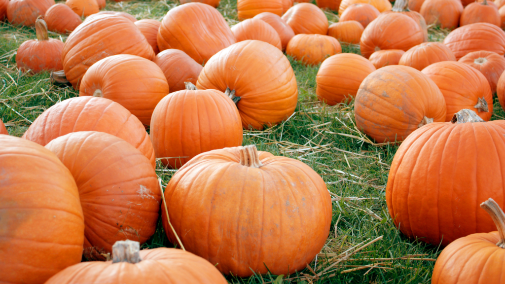 pumpkins in st augustine